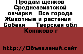 Продам щенков Среднеазиатской овчарки - Все города Животные и растения » Собаки   . Тверская обл.,Конаково г.